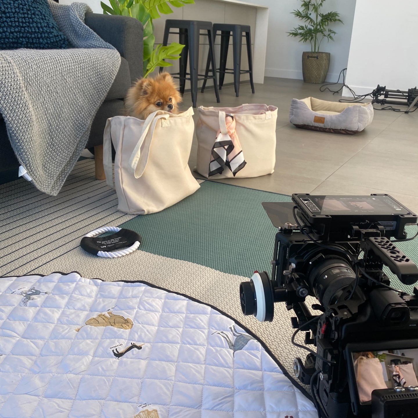 Puppy in a tote bag on set for the LIV Munro campaign video