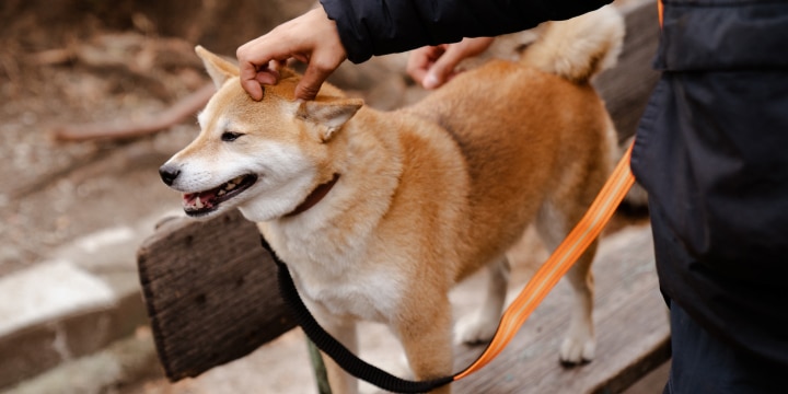 Pocari the Shiba having a pat and a time out on the Caleb & Brown set.
