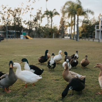 A gaggle of ducks on the set of the Ingenia Holidays shoot.